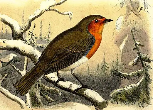 Măcăleandrul după J. G. Keulemans