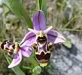 Ophrys scolopax, o specie de orhidee, răspândită in Europa și România. Fotografia este făcută în Franța.