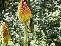 Kniphofia uvaria