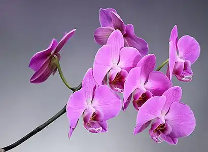 Orhidee Phalaenopsis