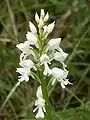 (Orchis militaris)