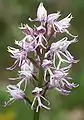 (Orchis simia)