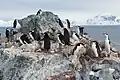 Colonie de pinguini antarctici