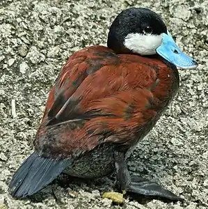 Raţa jamaicană (Oxyura jamaicensis) primăvara are penajul castaniu