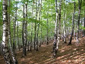 Rezervația forestieră Dobreni - Detaliu al Pădurii de Argint