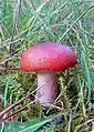 !Russula rhodopus!
