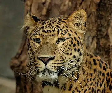 Leopard de Amur