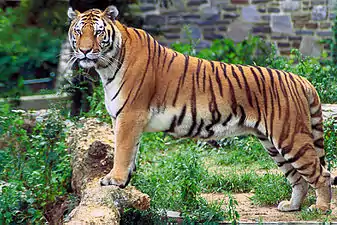 Tigru bengalez (Panthera tigris tigris)