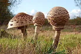 Macrolepiota procera