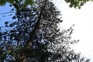 Thuja gigantea în parterul central (detaliu)