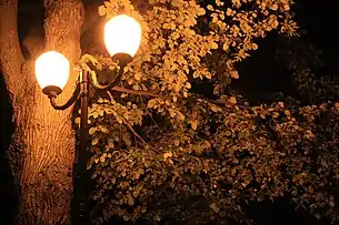 Peisaj cu tei noaptea