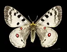Fluture Apollo(Parnassius apollo)