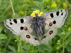 Fluturele Apollo(Parnassius apollo)