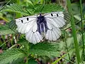 Parnassius mnemosynetribul Parnassiini.