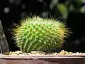 Parodia chrysacanthion