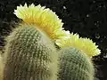Parodia leninghausii