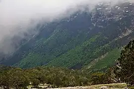 Păduri de pini, vara