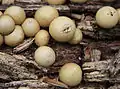 Lycoperdon pyriforme