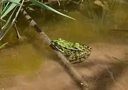 Broască grecească de mlaștină(Pelophylax kurtmuelleri)