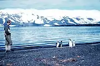 pinguini pe insula Decepção