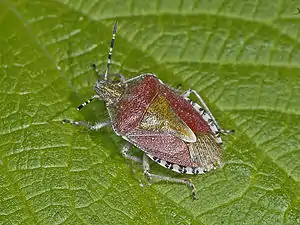 Ploșnita de câmp (Dolycoris baccarum)