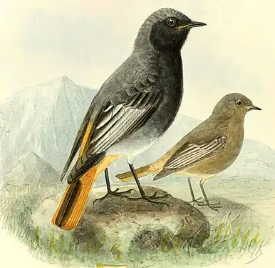 Codroșul de munte (subspecia Phoenicurus ochruros gibraltariensis) după Dresser. Mascul adult (la stânga) și femelă adultă (la dreapta)