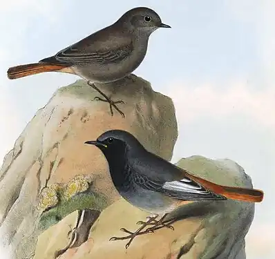 Codroșul de munte (subspecia Phoenicurus ochruros gibraltariensis) după John Gould. Mascul adult (jos) și femelă adultă (sus)