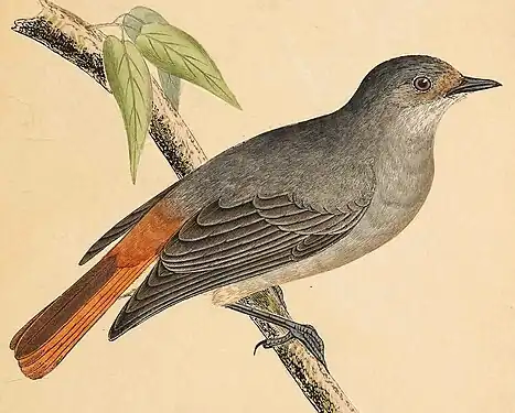 Codroșul de munte (subspecia Phoenicurus ochruros gibraltariensis, morfa cairii) după Bree