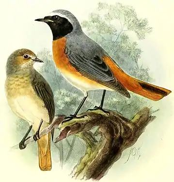 Codroșul de pădure (subspecia Phoenicurus phoenicurus phoenicurus) după Dresser. Mascul adult (la dreapta) și femelă adultă (la stânga) în penaj nupţial