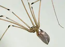 partea ventrală la femelă.