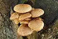!Pholiota.squarrosa!
