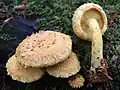 !Pholiota flammans!