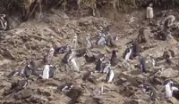 Pinguini pe Islotes de Puñihuil