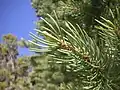 Arbore hibrid care prezintă ace unice ale P. monophylla și cele două ace ale P. edulis. Creasta canionului Logan-Dry, Bear River Range, Utah.