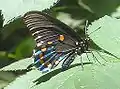 Pipevine Swallowtail,Battus philenor.