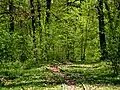 Traseul vechi prin pădure, desființat