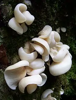 Pleurocybella porrigens