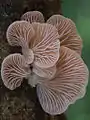 Pleurotus djamor