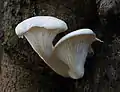!Pleurotus dryinus!