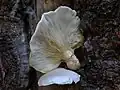 !Pleurotus dryinus!