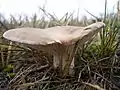 Pleurotus eryngii