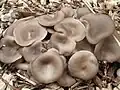 Pleurotus ostreatus f. florida