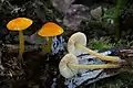 Pluteus admirabilis