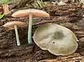 Pluteus americanus