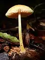 Pluteus lutescens