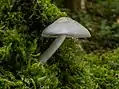 Pluteus leucoborealis