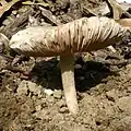 Pluteus petasatus