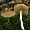 Pluteus phlebophorus