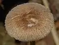 Pluteus readiarum