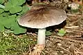 Pluteus bruneoradiatus